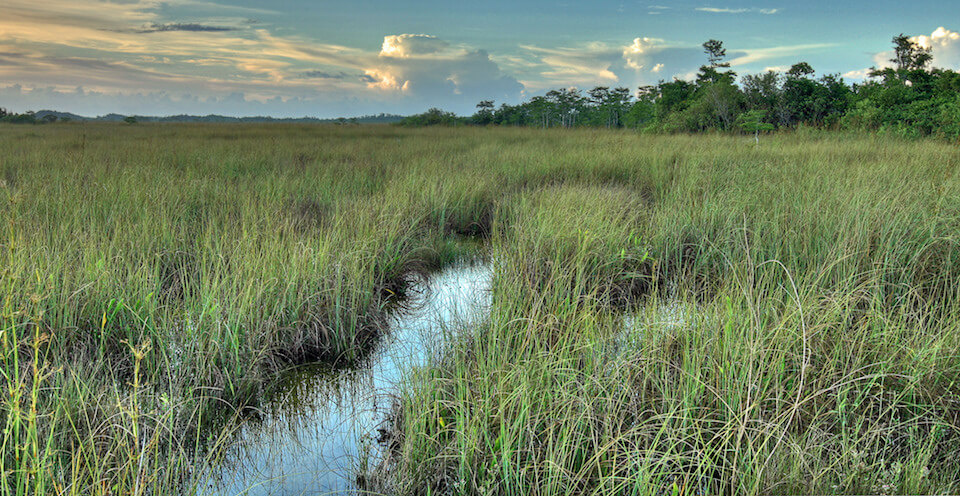 Sawgrass Prairie, Everglades National Park. Photo: G. Gardner (NPS).