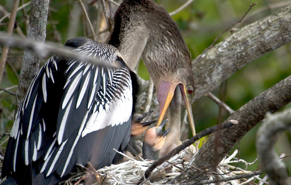 Anhinga feeding young