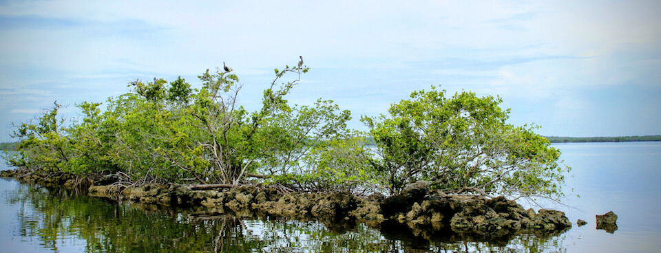 Mangrove Island Gulf Coast
