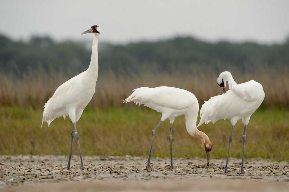 whooping crane habitat