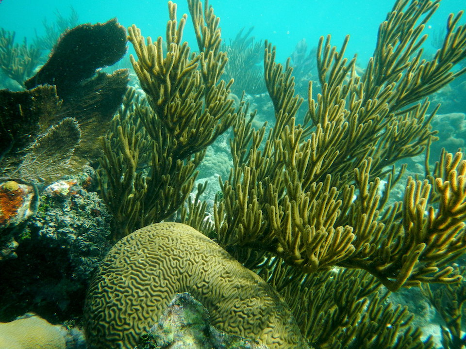Coral Reef at Dry Tortugas National Park