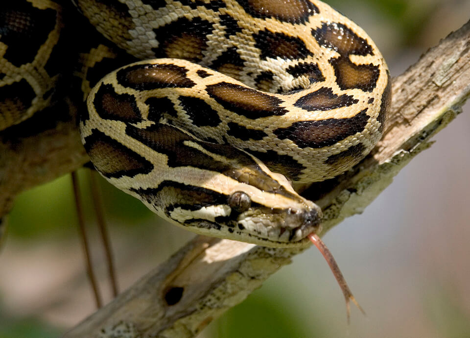 Burmese Python