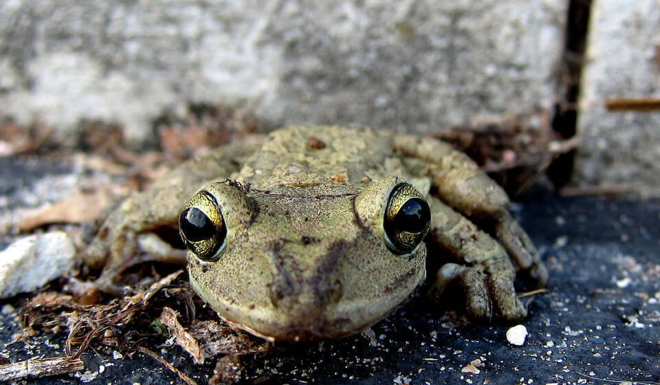 Cuban tree frog