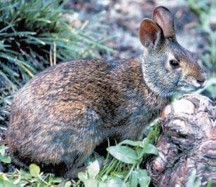 Lower Keys marsh rabbit