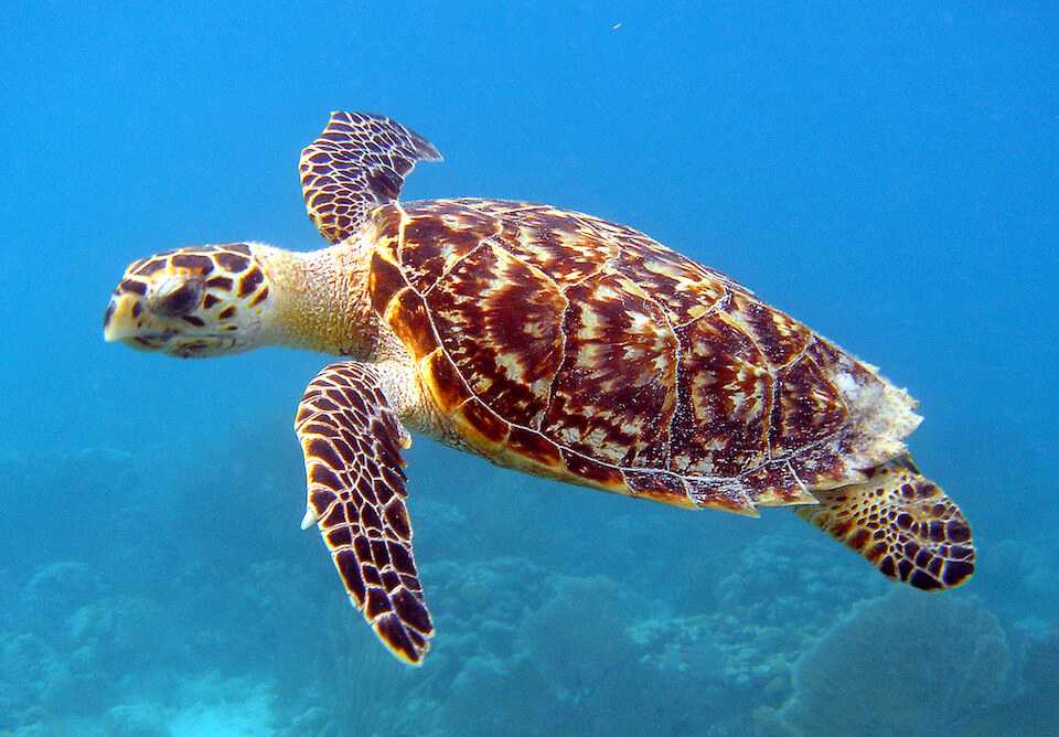how do hawksbill sea turtles adapt to their habitat