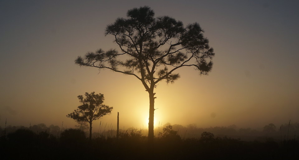 Bear Island Pine