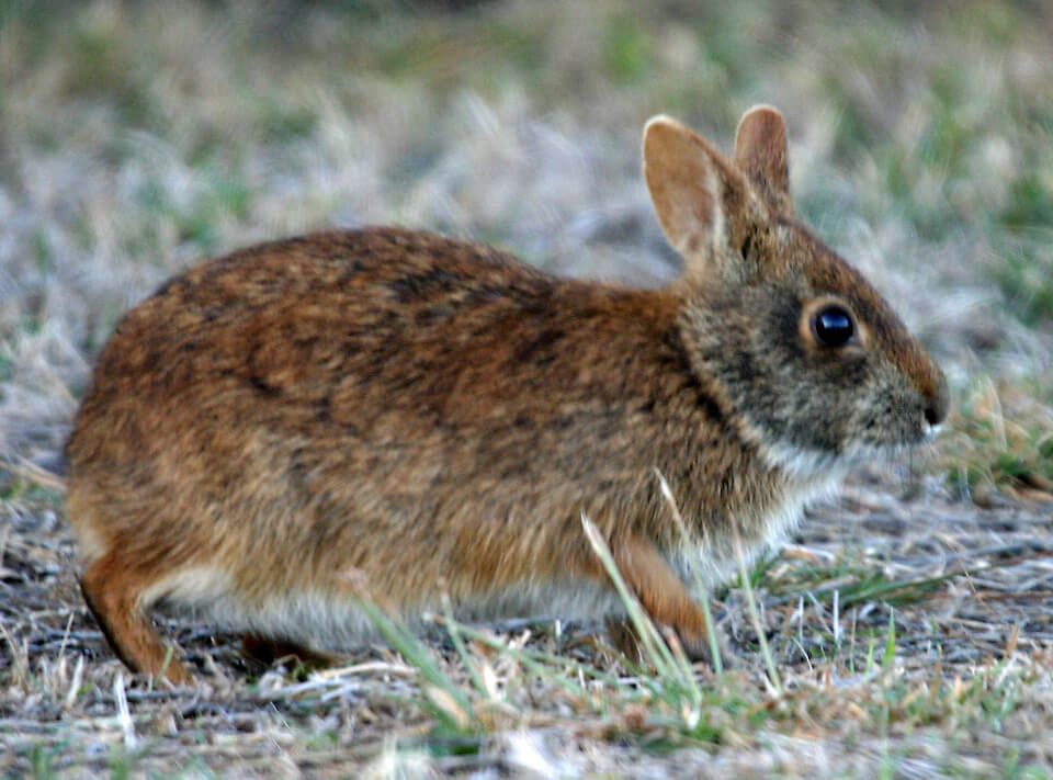 Marsh Rabbit 
