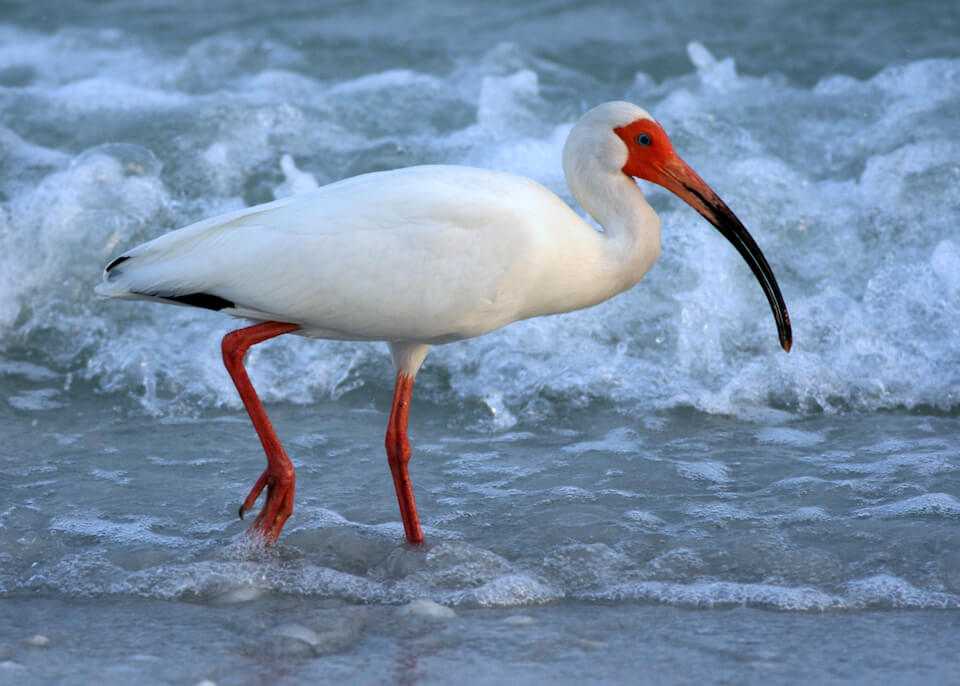 White Ibis