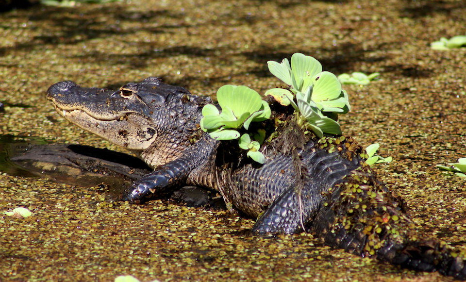 American Alligator, Big Cypress National Preserve