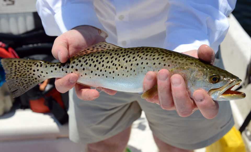 Spotted seatrout - Climate Adaptation Explorer