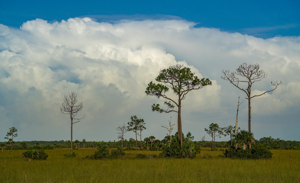 Terrestrial Ecosystems