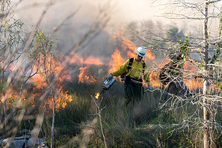 Prescribed fire, Big Cypress National Preserve