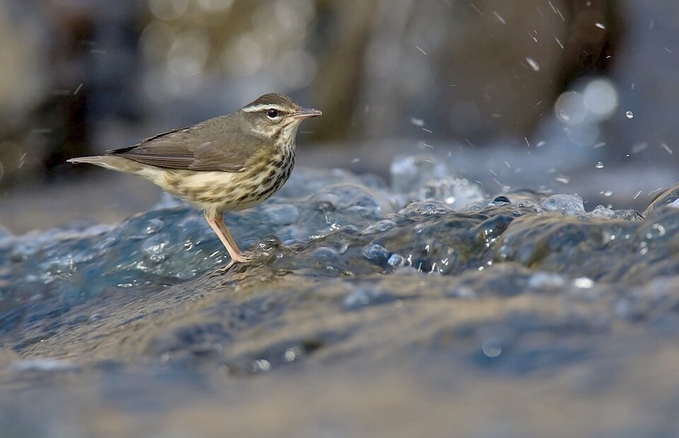 Louisiana waterthrush