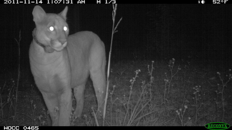 Monitoring Florida Panther