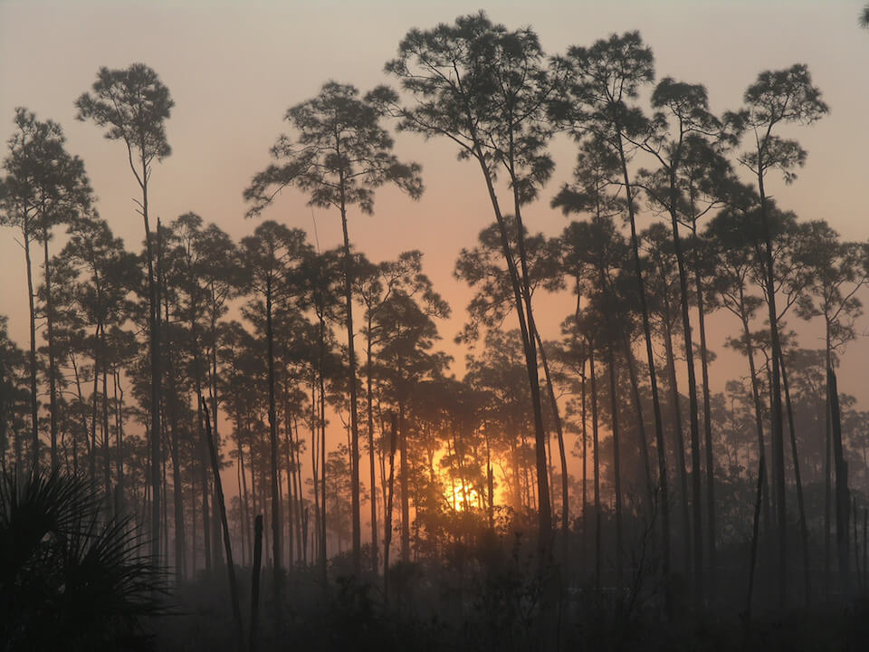 Pinelands sunrise