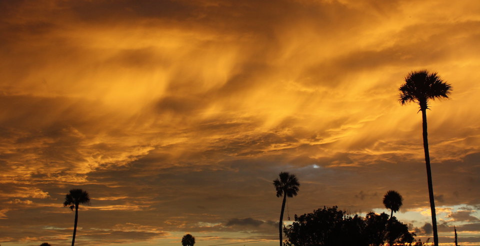 Palms and clouds