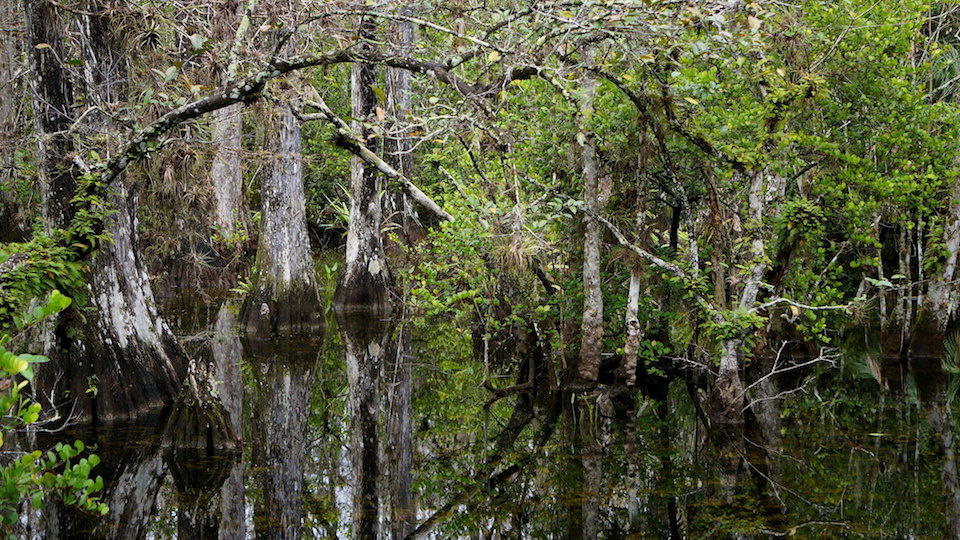 Sweetwater Strand, Big Cypress National Preserve