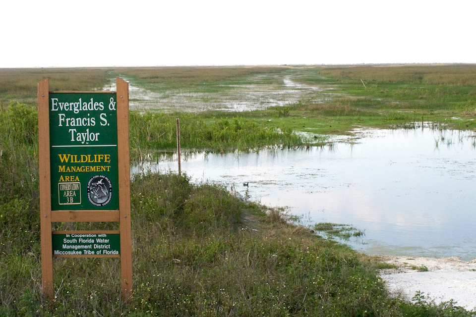 Everglades and Francis Taylor Wildlife Management Area