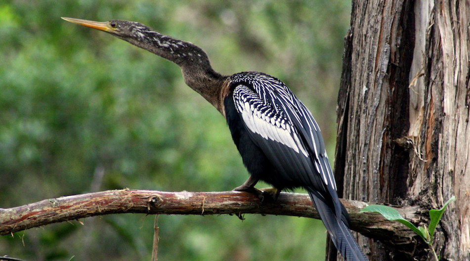 Female Anhinga