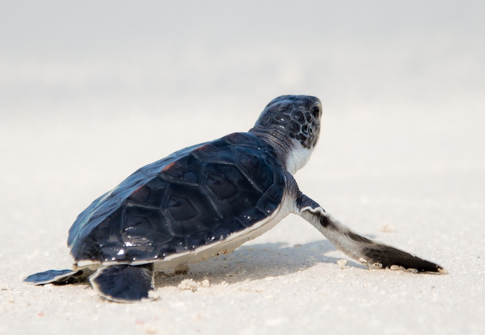 Hatchling sea turtle photo