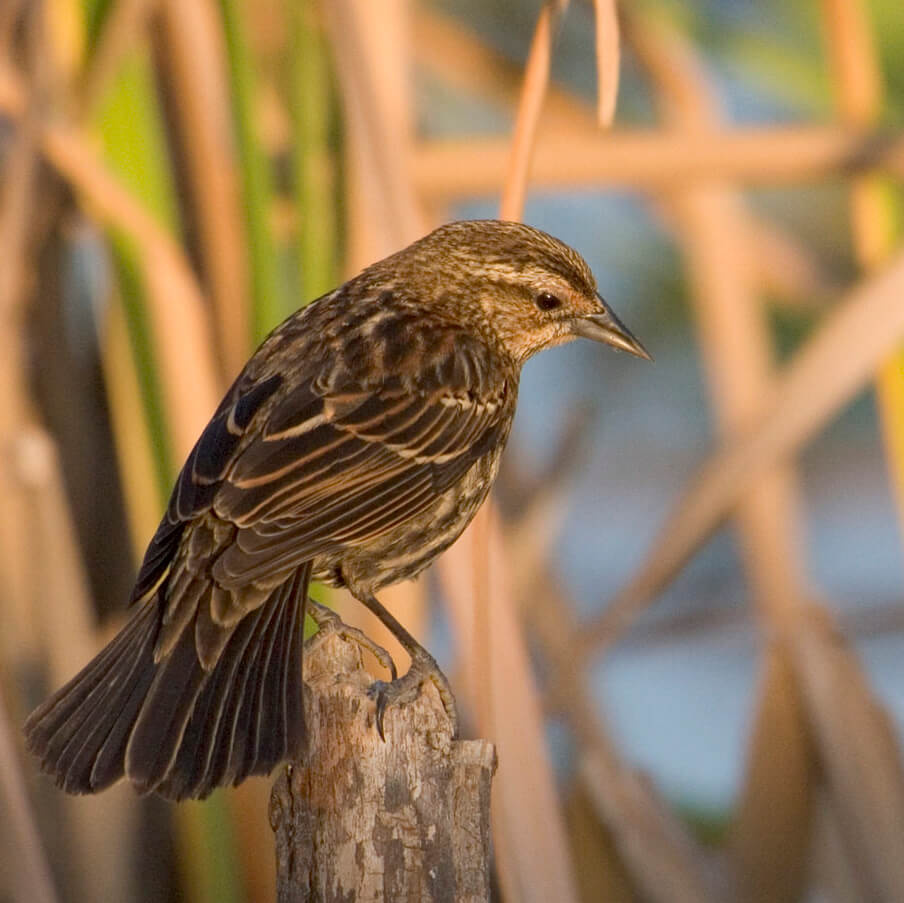 Cape sable sea side sparrow photo