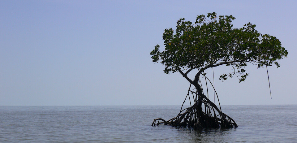Mangrove photo