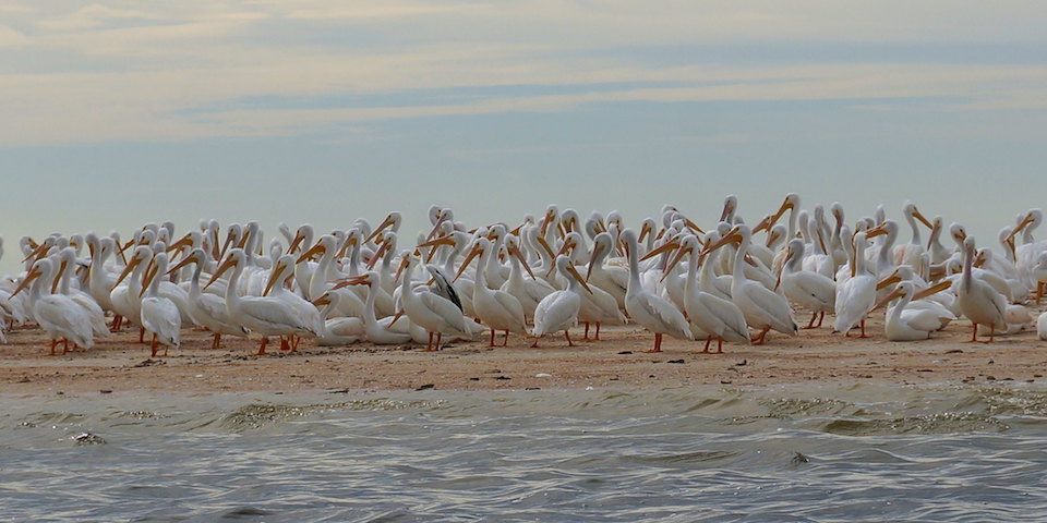 White Pelicans on Indian Key