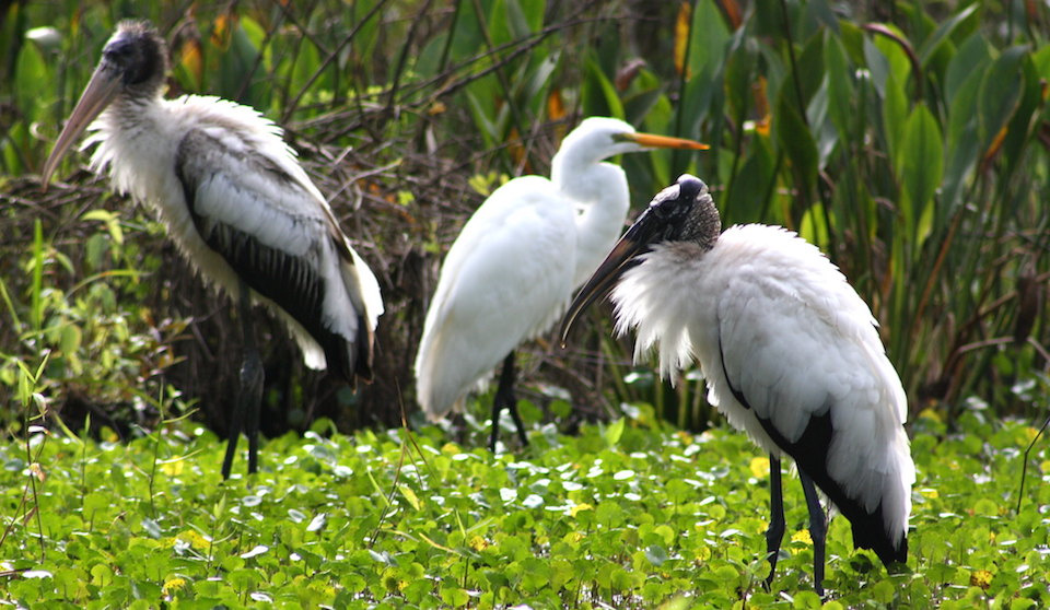 Woodstorks and great egret