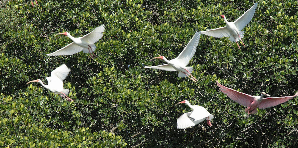 Ibis & Spoonbill photo