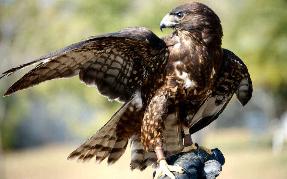  Birds of Prey in Florida