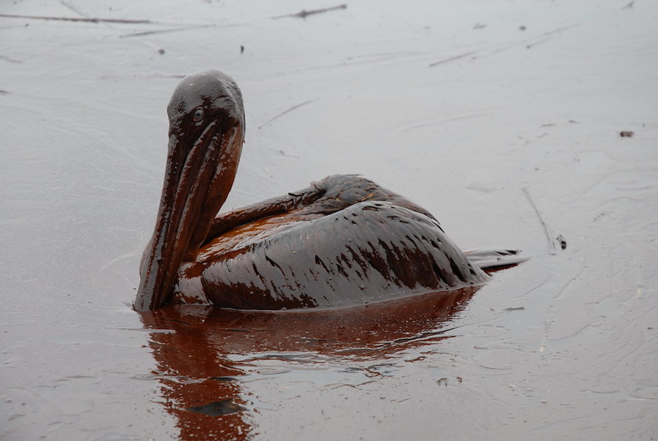 Oiled Pelican