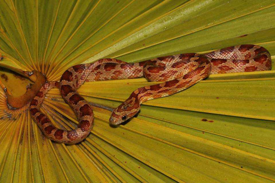 Red rat snake (lower keys pop'l) - Climate Adaptation Explorer