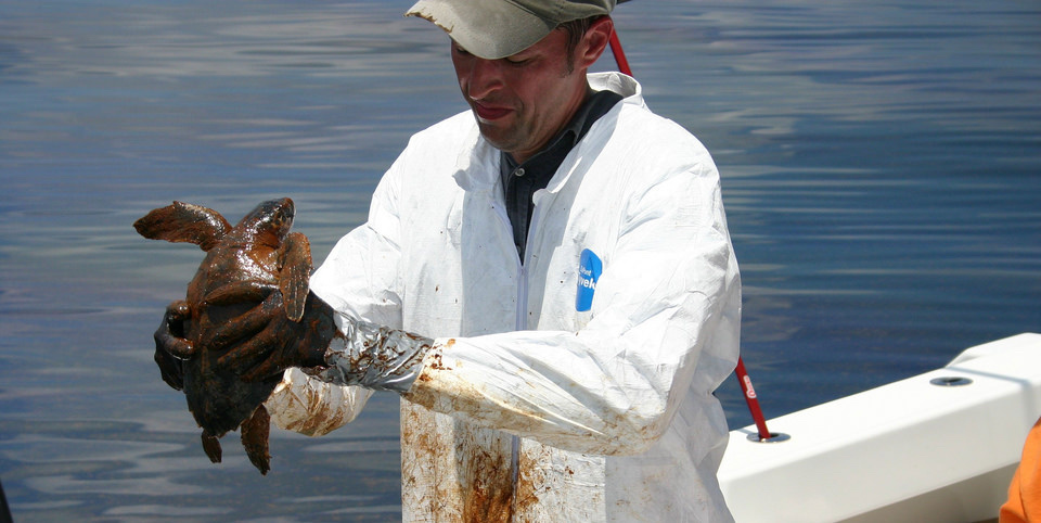 Sea turtle rescue