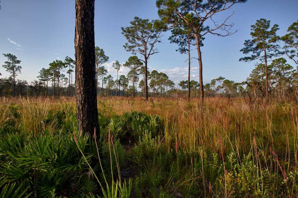 Pine Flatwoods And Dry Prairie Climate Adaptation Explorer