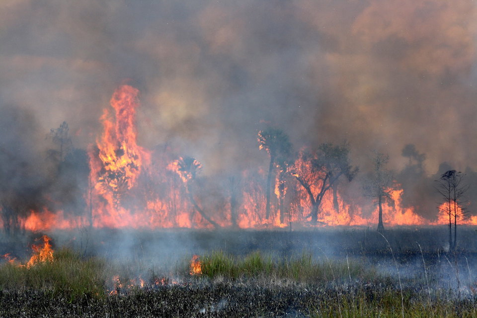 Prescribed burn, Big Cypress National Preserve.