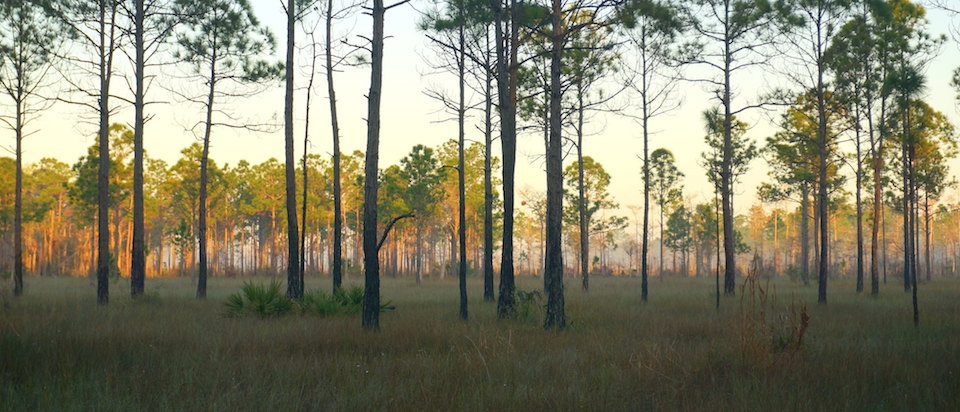 Big Cypress National Preserve