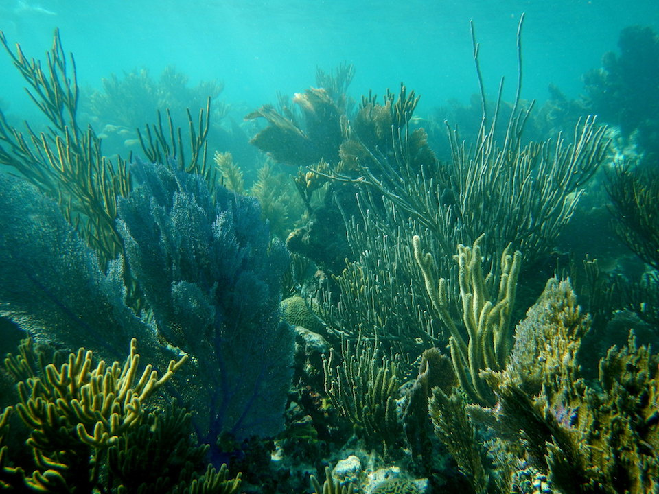 Coral Reef at Dry Tortugas National Park