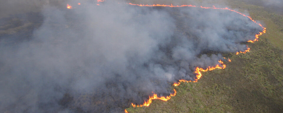 Coastal Prairie Burn photo