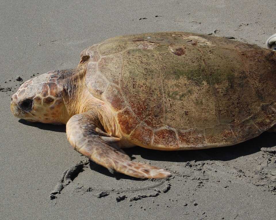 Loggerhead turtle - Climate Adaptation Explorer