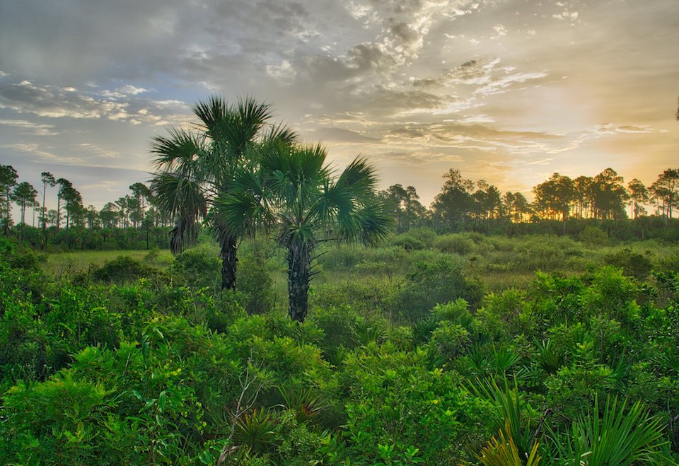 Big Cypress National Preserve