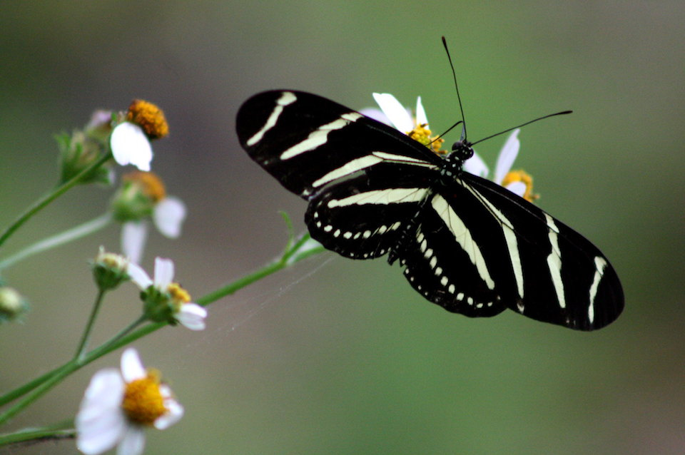 Zebra Longwing