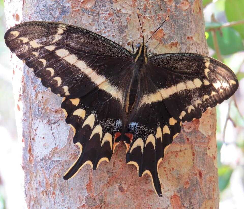 giant swallowtail butterfly range