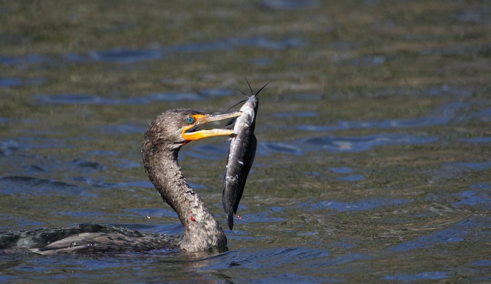 Double Crested Cormorant