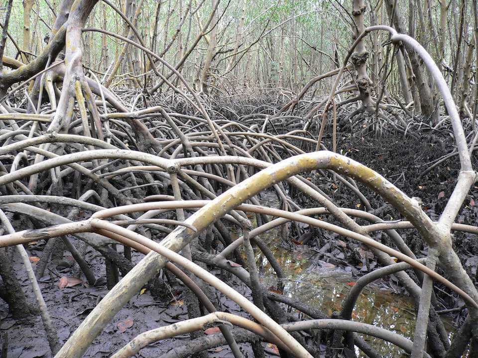 Mangrove Swamp - Climate Adaptation Explorer