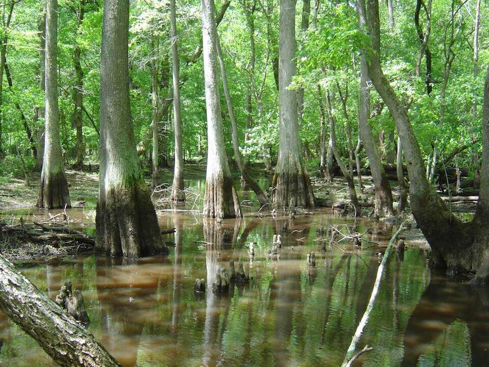 Freshwater Forested Wetlands - Climate Adaptation Explorer