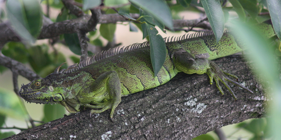 Invasive green iguana